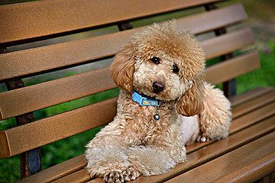 《Lost Records: Bloom & Rage》为何回归章节模式？